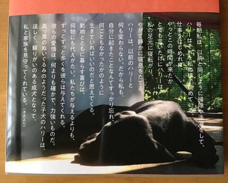 39973359_10155515687666594_6204237502119673856_n